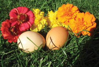 Egg Trivia and Folklore